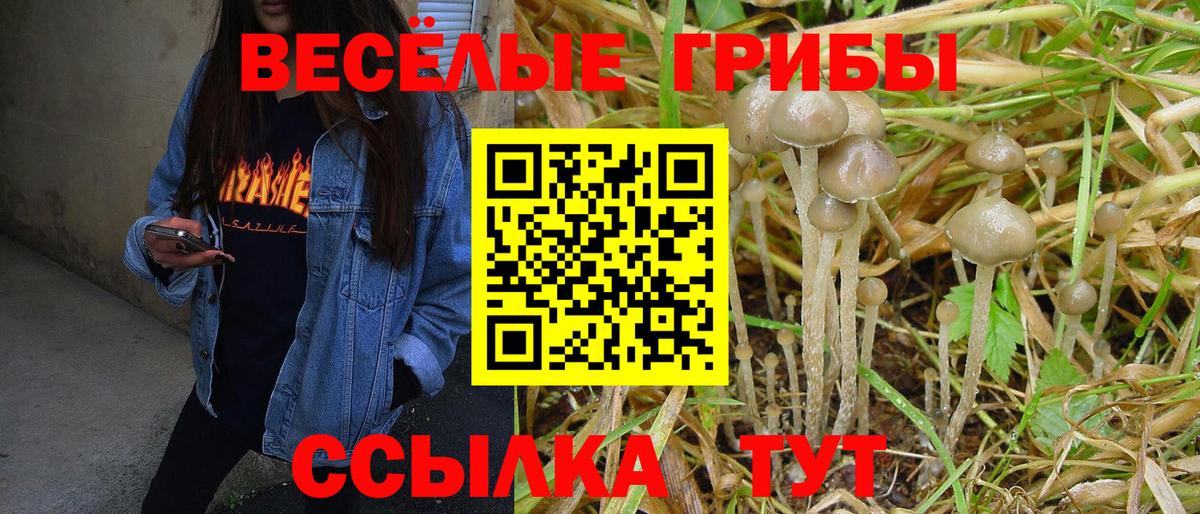Галлюциногенные грибы Psilocybe Пыть-Ях